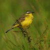 gelekwikstaartmanbrabantsebiesbosch27052020 3